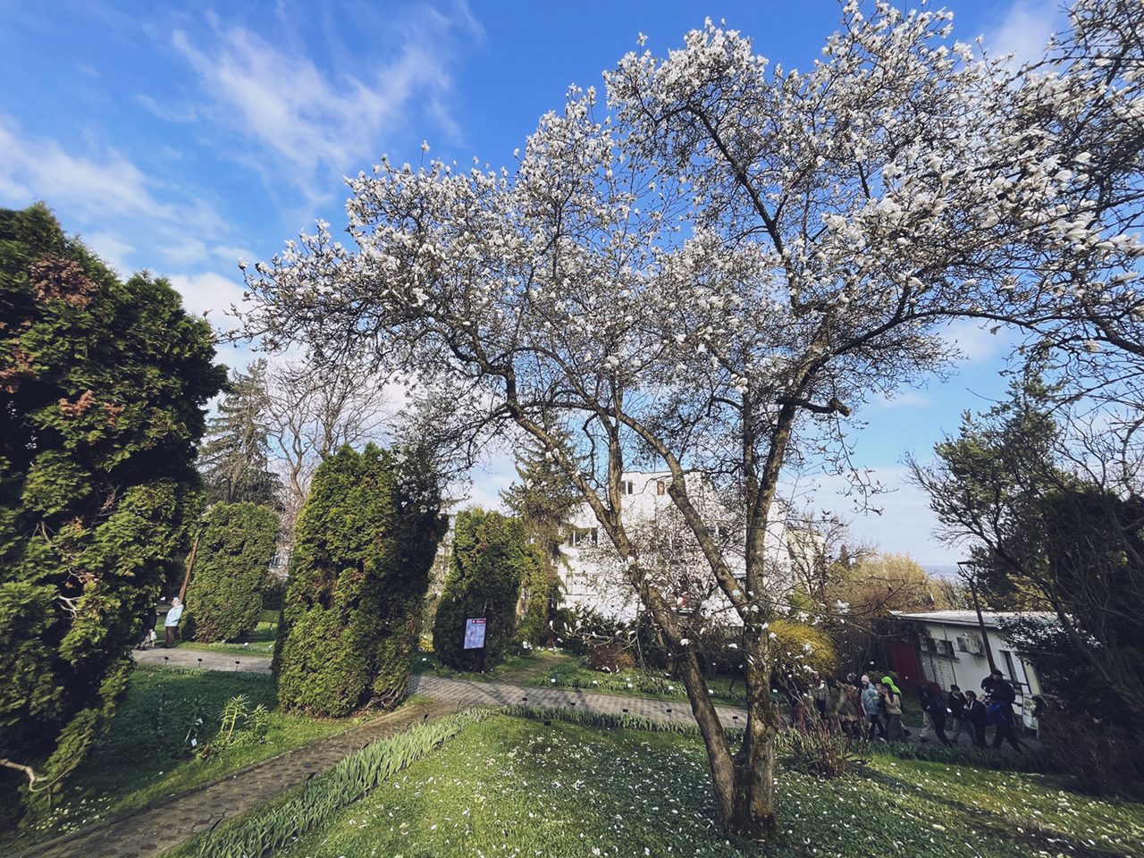 magnoliilor